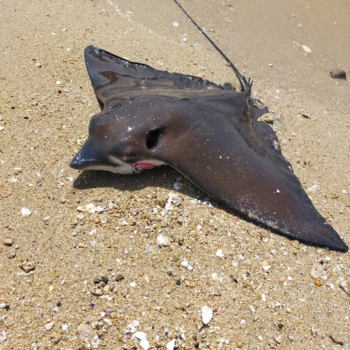 エイの釣果