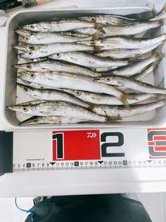 カマスの釣果