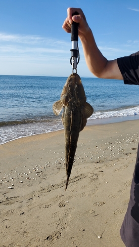 マゴチの釣果