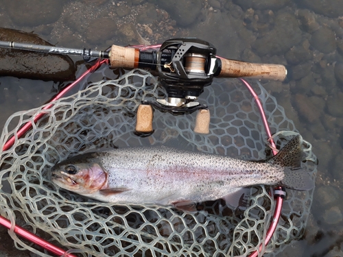 ニジマスの釣果