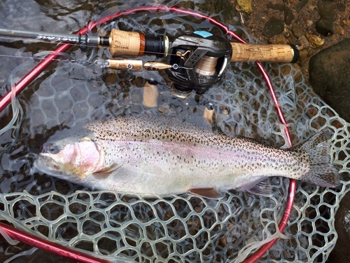 ニジマスの釣果