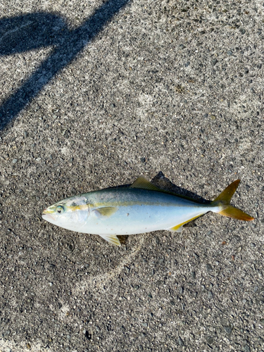 ツバスの釣果