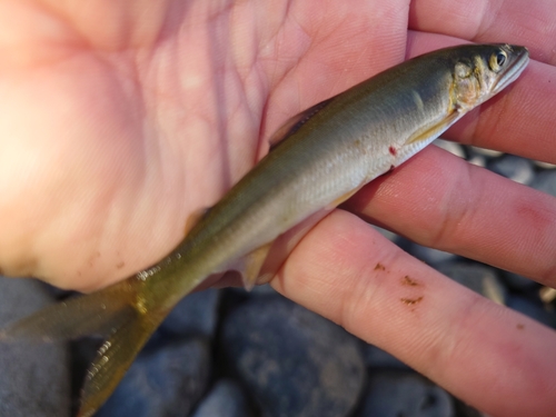 アユの釣果