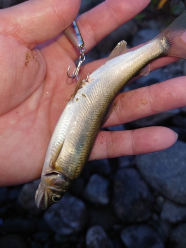 アユの釣果