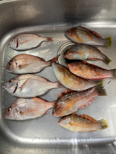 タイの釣果