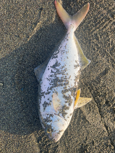 ショゴの釣果