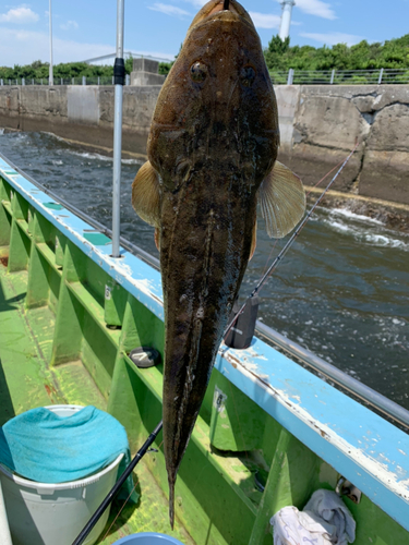 マゴチの釣果