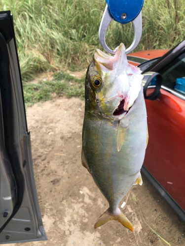 ワカシの釣果