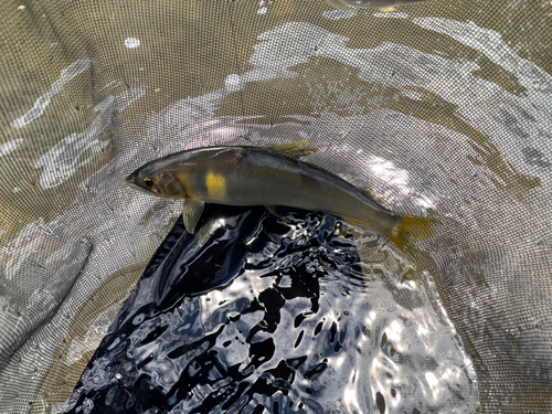 アユの釣果