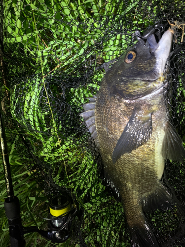 クロダイの釣果