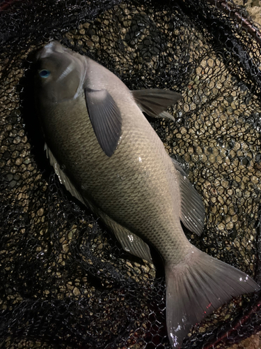 クチブトグレの釣果