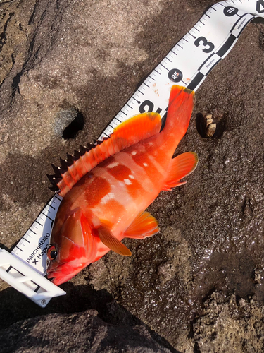 アカハタの釣果