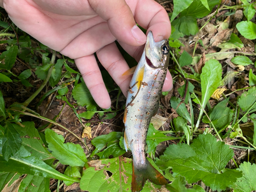 アマゴの釣果