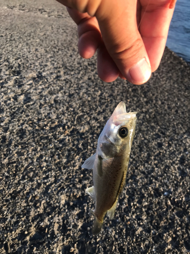 セイゴ（ヒラスズキ）の釣果