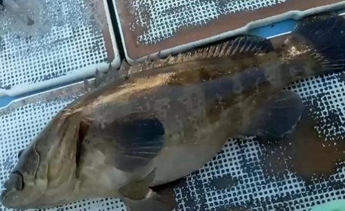 チャイロマルハタの釣果