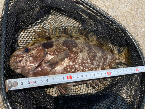 アイゴの釣果