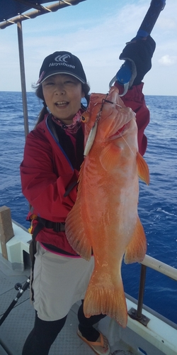 アカジンミーバイの釣果