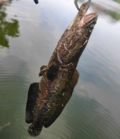 ライギョの釣果