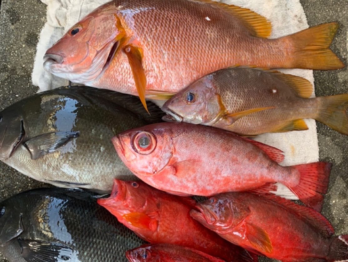 シブダイの釣果