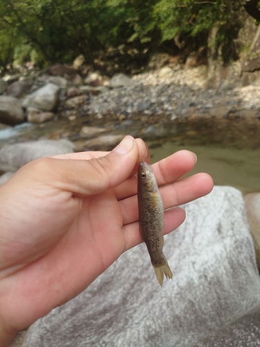 アブラハヤの釣果