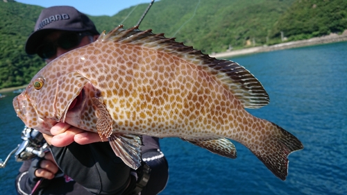 オオモンハタの釣果