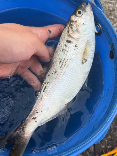 コノシロの釣果