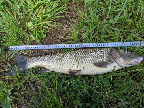 ニゴイの釣果