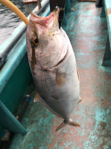 カンパチの釣果