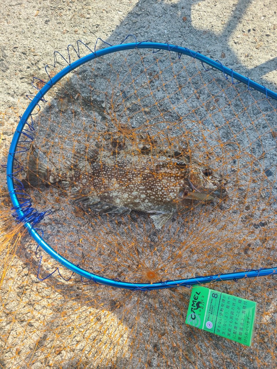 チヌ
