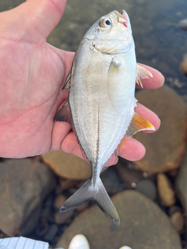 ギンガメアジの釣果