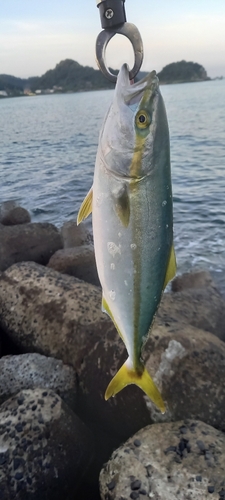 ワカシの釣果