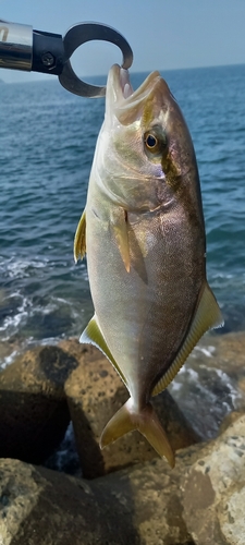 ショゴの釣果