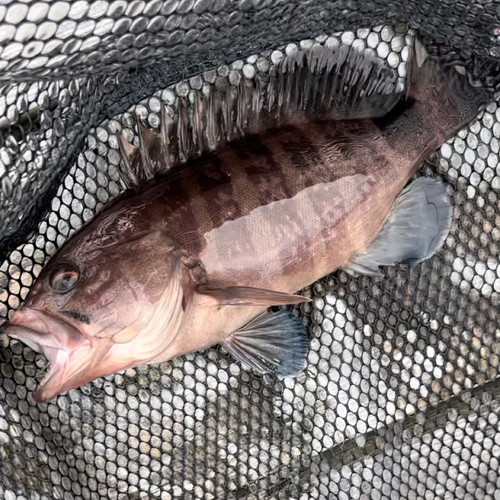 マハタの釣果