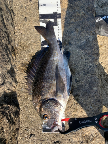 チヌの釣果