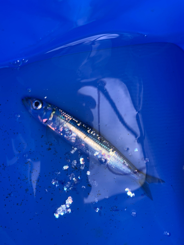 イワシの釣果