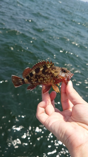 カサゴの釣果