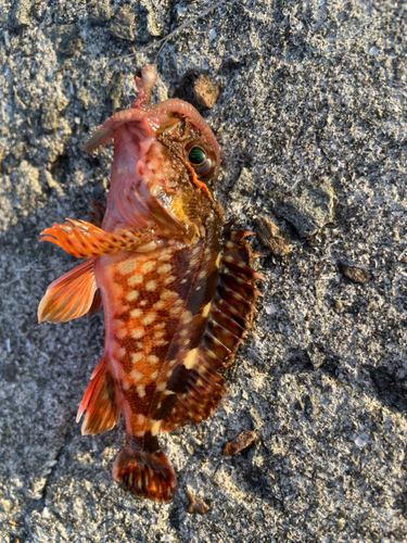 カサゴの釣果