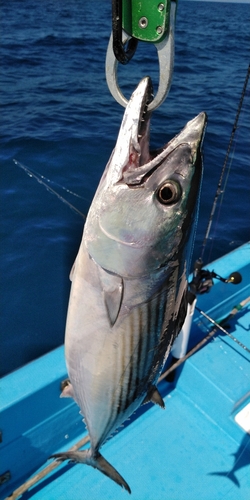 ハガツオの釣果