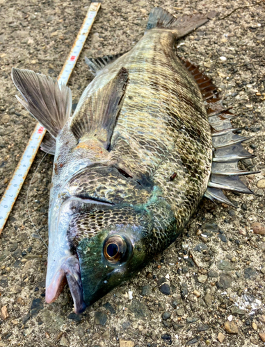 クロダイの釣果