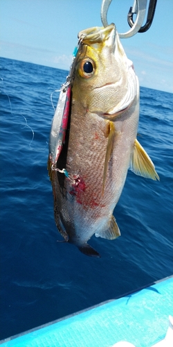 イサキの釣果