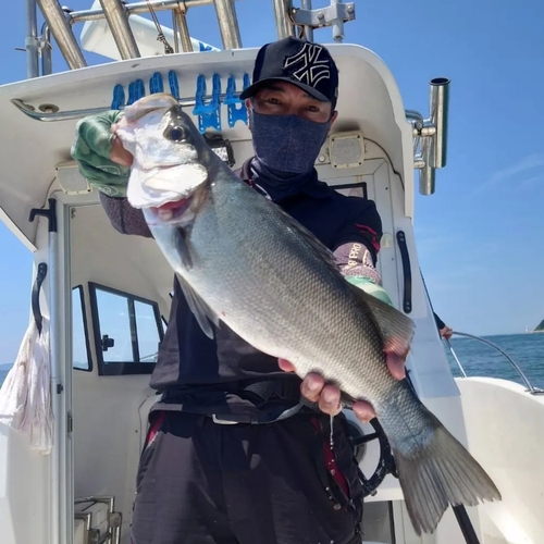 ヒラスズキの釣果