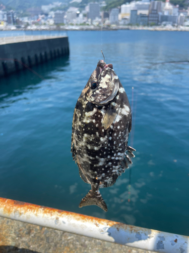 アイゴの釣果