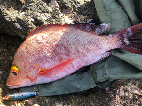 オオモンハタの釣果