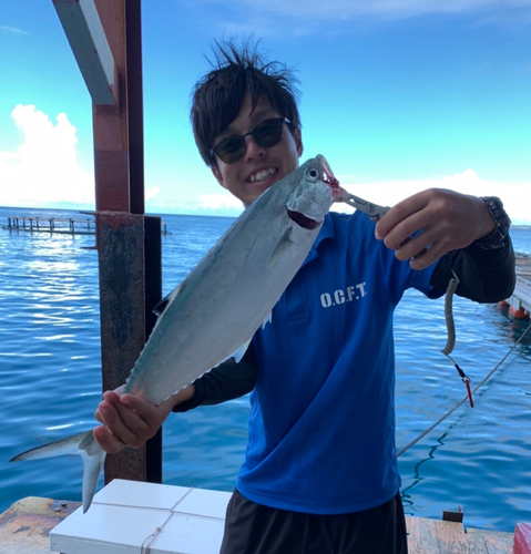 イケカツオの釣果