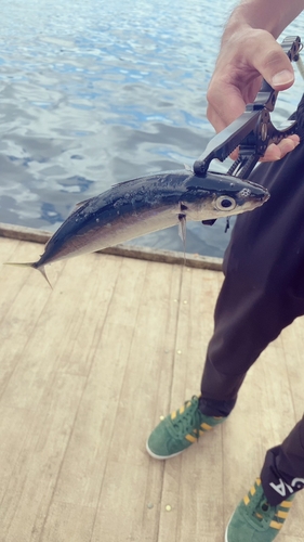 ムロアジの釣果