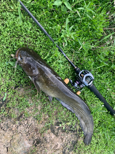 ナマズの釣果