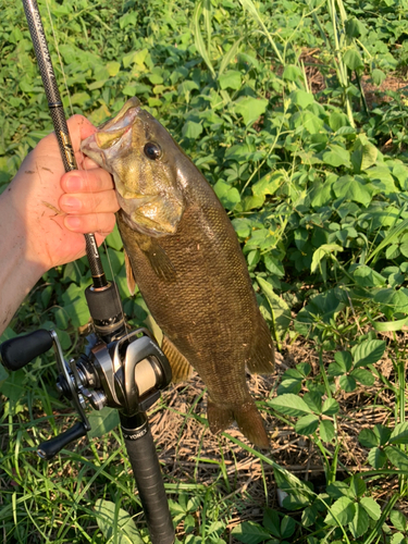 スモールマウスバスの釣果