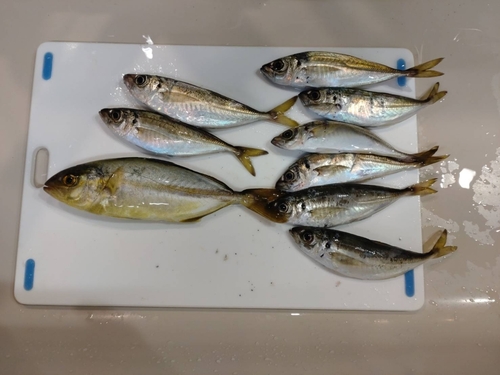 アジの釣果