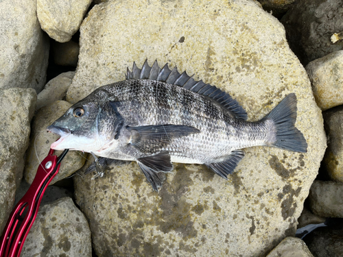 チヌの釣果