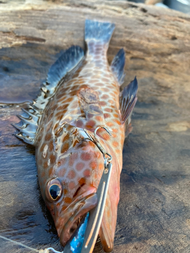 オオモンハタの釣果